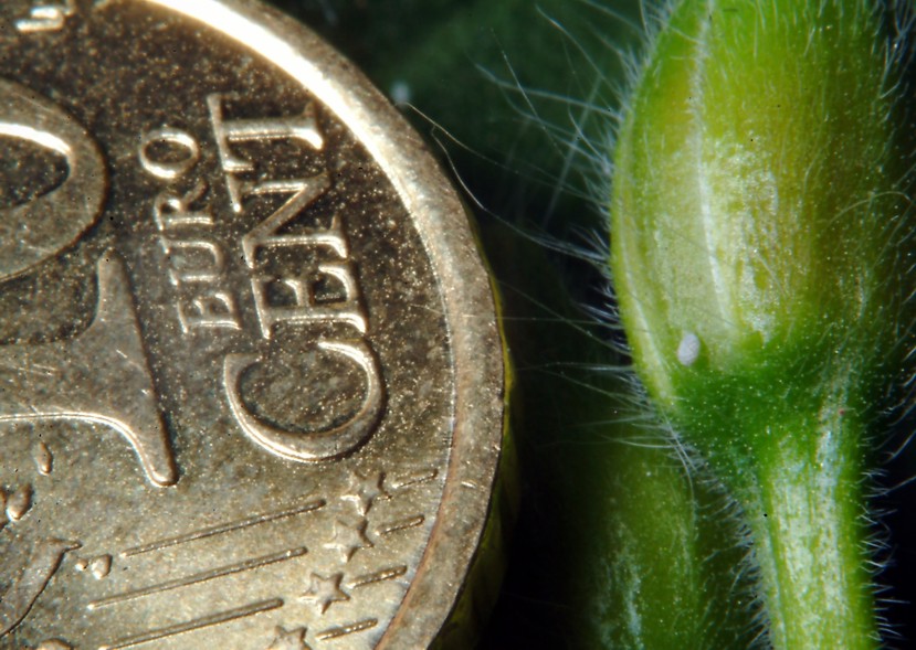 Ancora Cacyreus marshalli